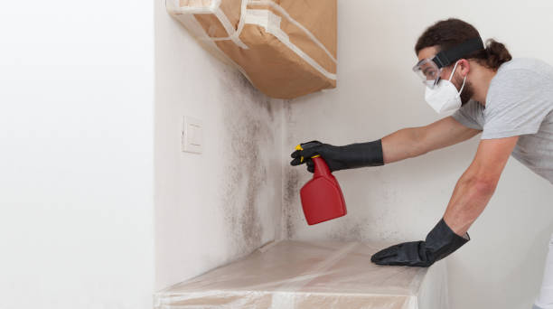 Professional Black Mold Remediation technician working in Trenton, GA