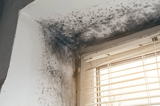 Affordable Black Mold Remediation solutions in Trenton, GA