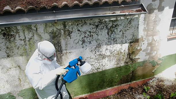 Top rated local Black Mold Remediation specialists in Trenton, GA